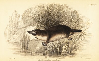Platypus, Ornithorhynchus anatinus., 1841 (metszet) alkotó: William Dickes