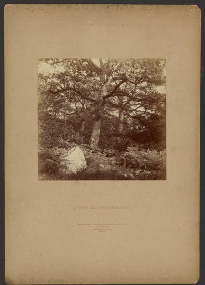 Fontainebleau erdő alkotó: William Drooke Harrison