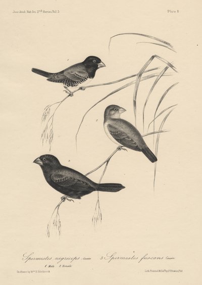 Spermestes Nigriceps (hím és nőstény) és Spermestes Fuscans, J.T. Bowen litográfiája, 1850. alkotó: William E. Hitchcock