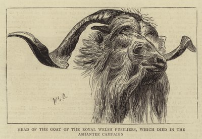 A Royal Welsh Fusiliers kecskéjének vezetője, aki az Ashantee hadjáratban halt meg alkotó: William Edward Atkins