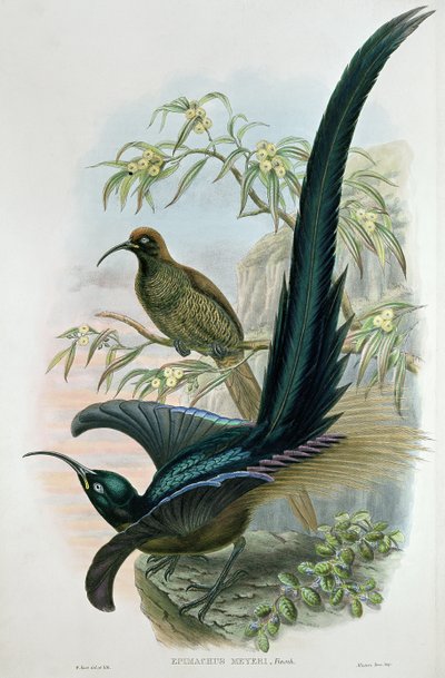 Epimachus Meyeri alkotó: William Hart