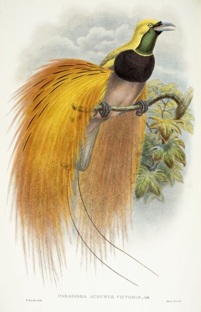 Augusta Victoria paradicsoma, 1891-1898 alkotó: William Hart