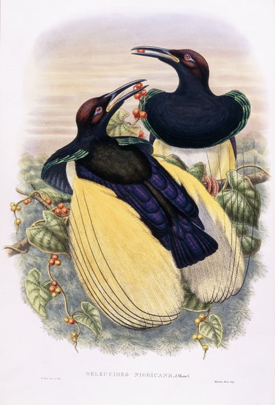 Szeleucidák Nigracans alkotó: William Hart