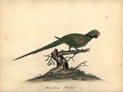 Alexandrina papagáj, Psittacula eupatria. (Psittacus alexandri) Kézzel színezett rézmetszet William Hayes illusztrációjáról az Osterly Park menagery ritka és kíváncsi madarak portréiból. alkotó: William Hayes