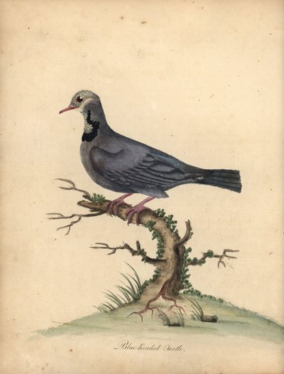 Kékfejű fürj galamb, Starnoenas cyanocephala. Veszélyeztetett. (Kékfejű teknős vagy galamb, Columba cyanocephala) Kézzel színezett rézmetszet William Hayes illusztrációjáról: Ritka és kíváncsi madarak portréi az Osterly P menedzseréből alkotó: William Hayes