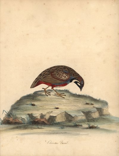 Kék mellű fürj, Coturnix chinensis. (Kínai fürj, Tetrao chinensis) Kézzel színezett rézmetszet William Hayes illusztrációjáról: Ritka és kíváncsi madarak portréi az Osterly Park menagery-ből, London: Bulmer alkotó: William Hayes