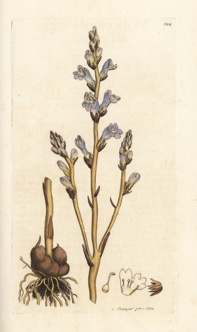 Elágazó seprű, Orobanche ramosa. Kézzel színezett rézmetszet James Sowerbytől, James Smith English Botany, London alkotó: William Hayes