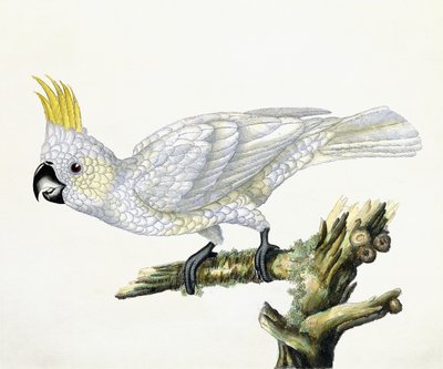 kakaó, 1779 alkotó: William Hayes