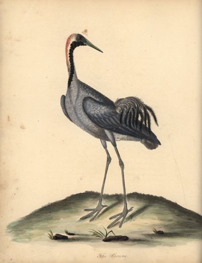 Közönséges daru, Grus grus. (Ardea grus) Kézzel színezett rézmetszet William Hayes illusztrációjáról az Osterly Park menagery ritka és kíváncsi madarak portréiból. alkotó: William Hayes
