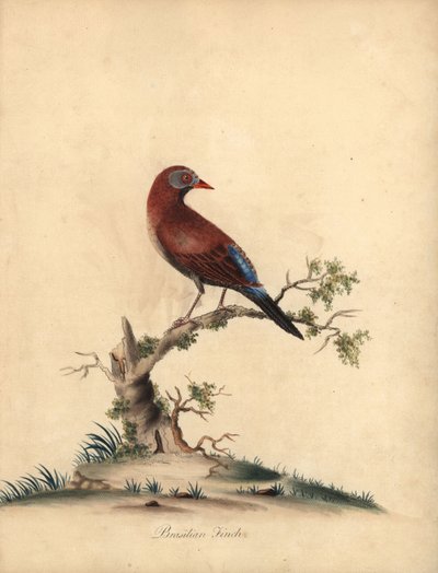 Közönséges gránátos, Uraeginthus granatinus, Afrikában őshonos. (Brazil pinty, Fringilla granatina) Kézzel színezett rézmetszet William Hayes illusztrációjáról: Ritka és kíváncsi madarak portréi az Osterly Park menagery-ből, London: Bu alkotó: William Hayes