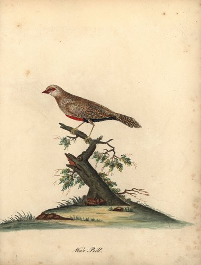 Közönséges viaszcsőrű, Estrilda astrild. (Loxia astreld) Kézzel színezett rézmetszet William Hayes illusztrációjáról az Osterly Park menagery ritka és kíváncsi madarak portréiból. alkotó: William Hayes