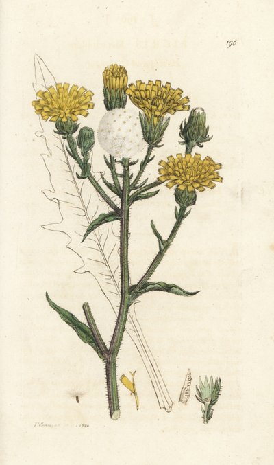 Hawkweed ökörnyelv, Picris hieracioides. Kézzel színezett rézmetszet James Sowerbytől, James Smith English Botany, London alkotó: William Hayes