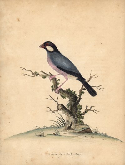 Jávai veréb, Loncura oryzivora. Sebezhető. (Java grosbeak, Loxea oryxivora) Kézzel színezett rézmetszet William Hayes illusztrációjáról: Ritka és kíváncsi madarak portréi az Osterly Park menagery-ből, London: Bulmer alkotó: William Hayes