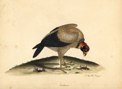 Királykeselyű, Sarcoramphus papa (Vultur papa). Kézzel színezett rézmetszet William Hayes és lánya, M (Matilda) illusztrációjáról az Osterly Park menagery ritka és kíváncsi madarak portréiból. alkotó: William Hayes