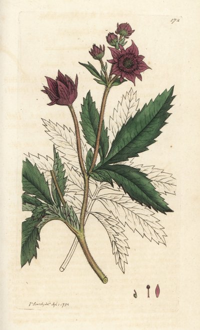 Marsh cinquefoil, Comarum mocsár. Kézzel színezett rézmetszet James Sowerbytől, James Smith English Botany, London alkotó: William Hayes