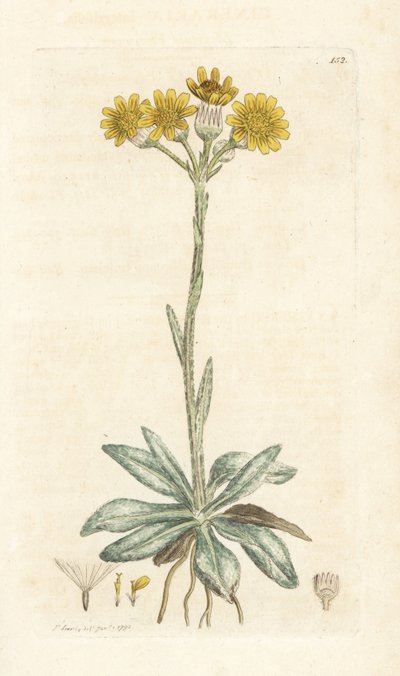 Hegyi bolhafű, Tephroseris integrifolia (Cineraria integrifolia). Kézzel színezett rézmetszet James Sowerbytől, James Smith English Botany, London alkotó: William Hayes