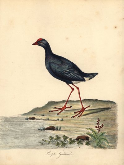 Lila mocsár, Porphyrio porphyrio. (Purple gallinule, Fulica porphyrio) Kézzel színezett rézmetszet William Hayes illusztrációjáról az Osterly Park menagery ritka és kíváncsi madarak portréiból (London: Bulmer) alkotó: William Hayes