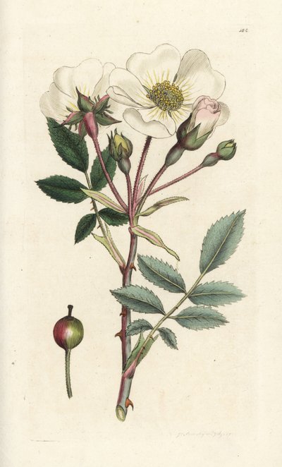 Fehér kutyarózsa, Rosa arvensis. James Sowerby kézi színű rézmetszet, James Smith English Botany, London alkotó: William Hayes