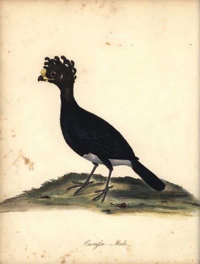 Sárgagombás kurassó, Crax daubentoni, kan. (Curasso, Crax globicera) Közel fenyegetett. Kézszínű rézmetszet C. Hayes illusztrációjáról William Hayes Portréja ritka és kíváncsi madarakról az Osterly Park menagery-ből (London: alkotó: William Hayes