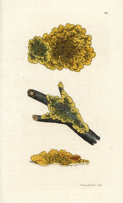 Sárga falú zuzmó, Lichen parietinus. Kézzel színezett rézmetszet James Sowerbytől, James Smith English Botany, London alkotó: William Hayes