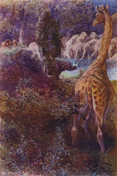 Illusztráció a Gorilla Hunters-hez, R M Ballantyne (színes litó) alkotó: William Henry Charles Groome