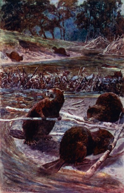 „Gátat építenek a patakon túl” (színes litó) alkotó: William Henry Charles Groome