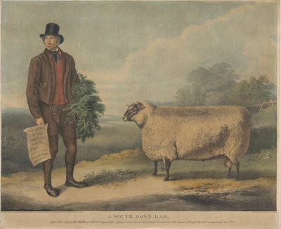 Egy South Down Ram; 3 éves, tenyésztője: Mr. Thomas Crisp, Gedgrave Hall, Suffolk, amelyért 30 Severeigns-díjat ítéltek oda az R.A.S. éves találkozóján. Cambridge-ben, 1840. július 15-én alkotó: William Henry Davis