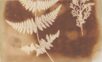1. Bénulás. 2. Alga, 1839. alkotó: William Henry Fox Talbot