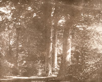 Bükkfák, Lacock Abbey, 1844 körül (szépia fotó) alkotó: William Henry Fox Talbot