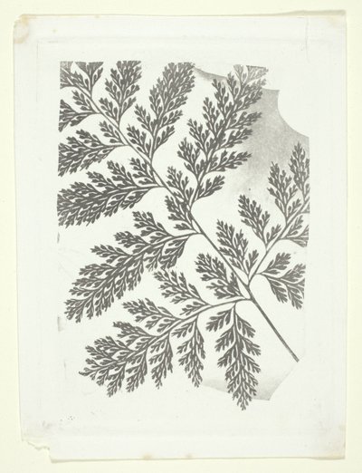 Páfrányfenyő ága alkotó: William Henry Fox Talbot