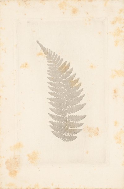 [Far] alkotó: William Henry Fox Talbot