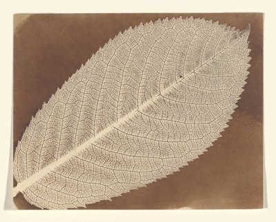[Lap] alkotó: William Henry Fox Talbot