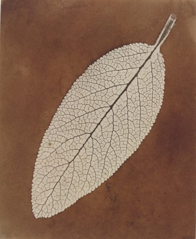 Levéltanulmány alkotó: William Henry Fox Talbot