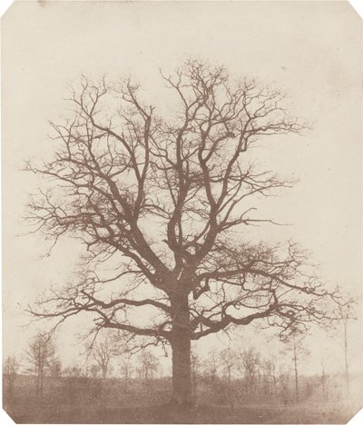 Tölgyfa alkotó: William Henry Fox Talbot