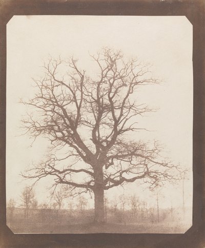 Tölgyfa télen alkotó: William Henry Fox Talbot