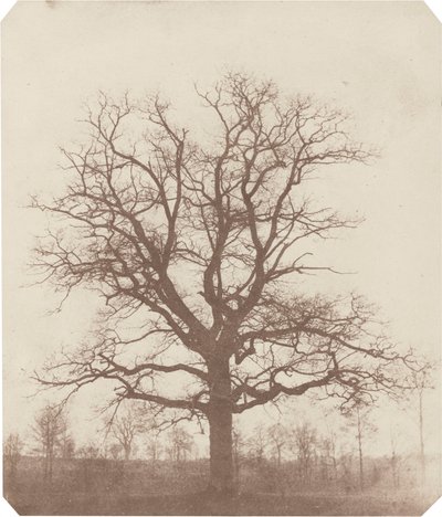 Tölgyfa,1840-es évek közepe (fotó) alkotó: William Henry Fox Talbot