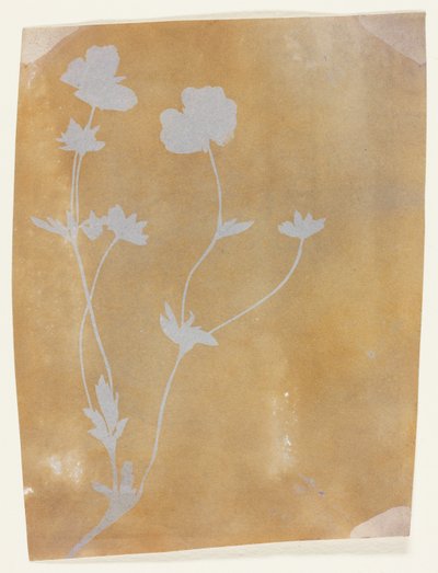 Levelek és virágok szára alkotó: William Henry Fox Talbot