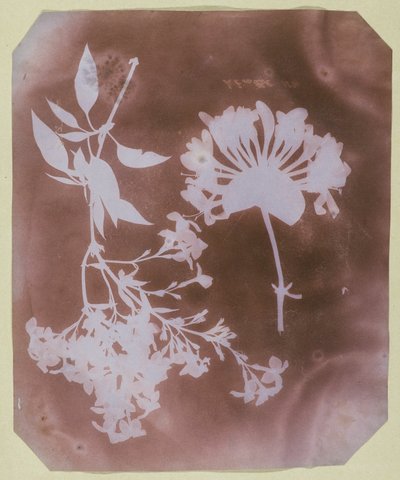 Két növényi példány alkotó: William Henry Fox Talbot