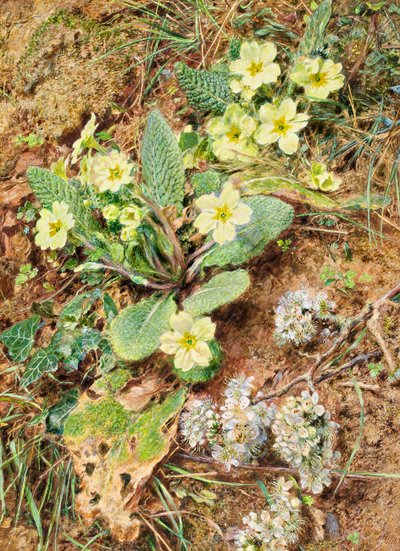 Primrose és Blackthorn bank alkotó: William Henry Hunt