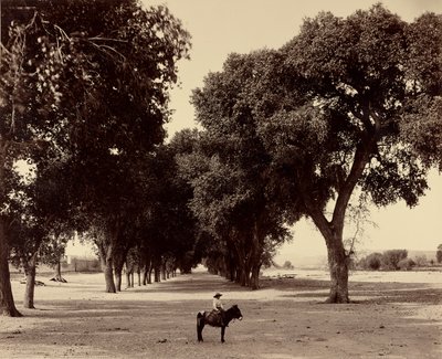 [Calle de Guadeloupe, Chihuahua, Mexikó] alkotó: William Henry Jackson