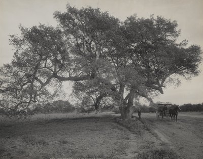 Oak Grove, Pasadena közelében, Kalifornia alkotó: William Henry Jackson