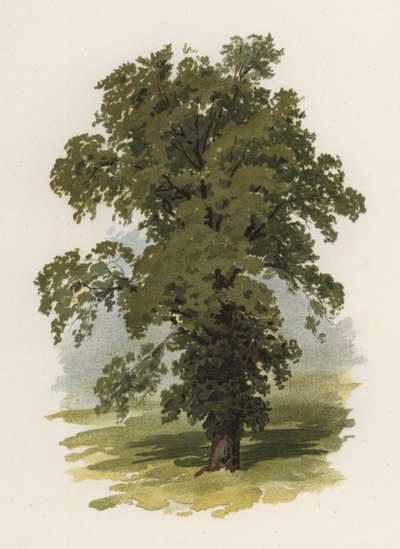 Fák: Elm (színes litográfia) alkotó: William Henry James (after) Boot