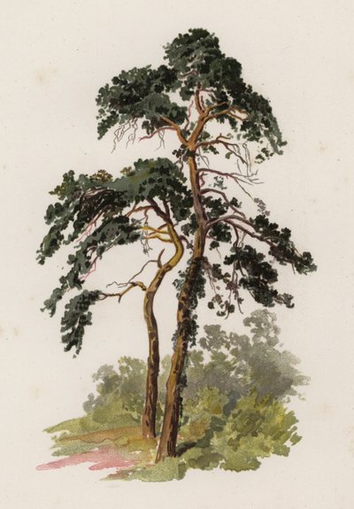 Fák: Erdei fenyő (színes litho) alkotó: William Henry James (after) Boot