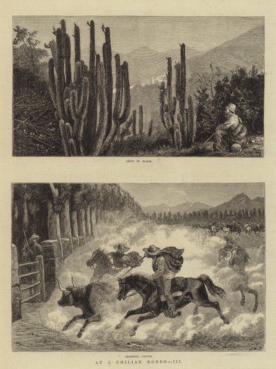 Egy chilei Rodeón a III alkotó: William Henry James Boot
