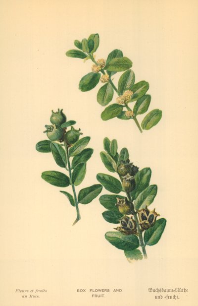 Doboz virágok és gyümölcsök alkotó: William Henry James Boot