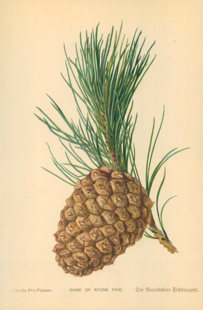 Kőfenyő kúpja alkotó: William Henry James Boot