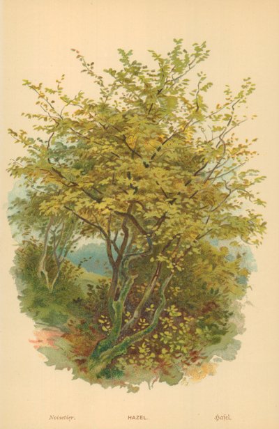 Hazel alkotó: William Henry James Boot