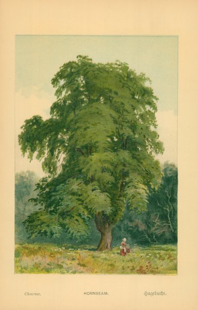 Hornbeam alkotó: William Henry James Boot