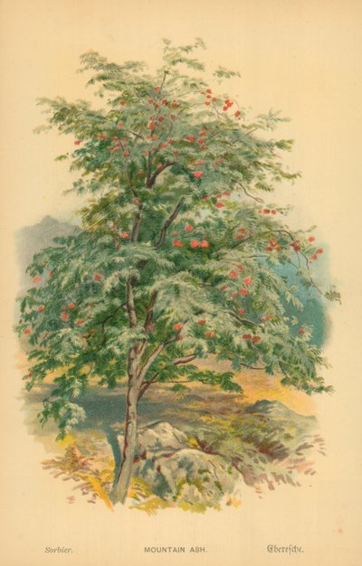 Mountain Ash alkotó: William Henry James Boot