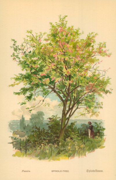 Orsó-fa alkotó: William Henry James Boot